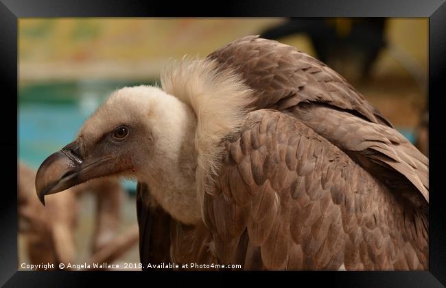 Bald Vulture Framed Print by Angela Wallace