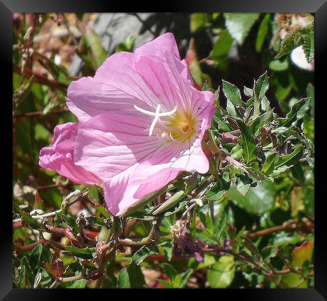 PINK POPPY Framed Print by Robert Happersberg