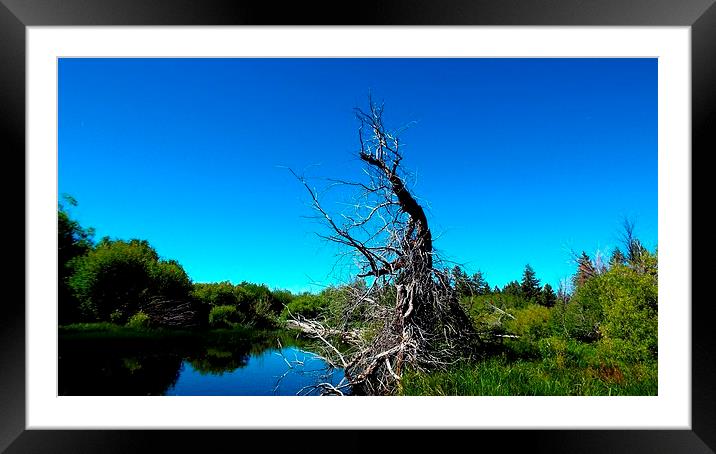 TREE IN THE MARSH Framed Mounted Print by Robert Happersberg