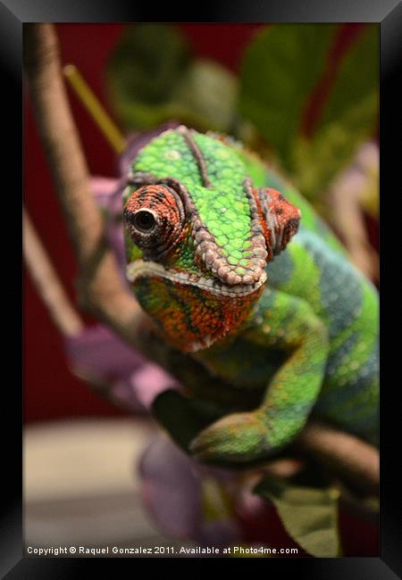 Chameleon chilling on a branch Framed Print by Raquel Gonzalez