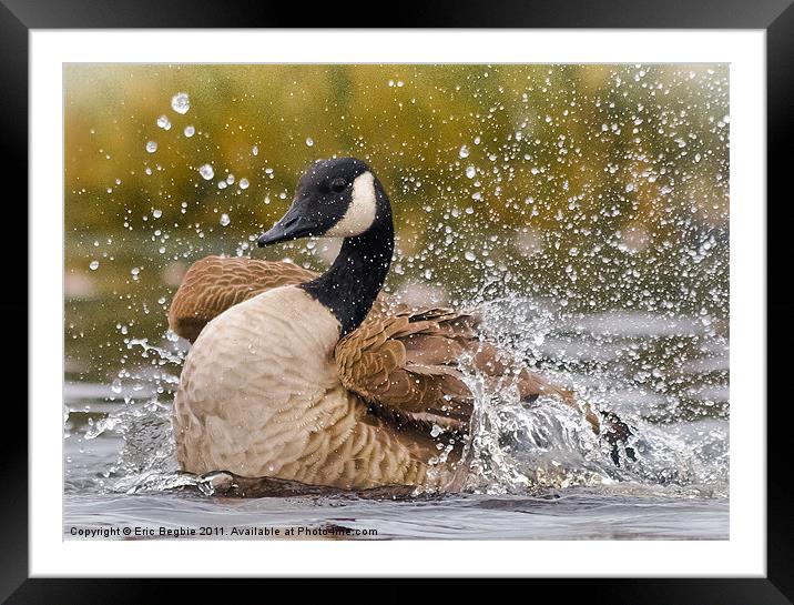 Canada Goose Framed Mounted Print by Eric Begbie