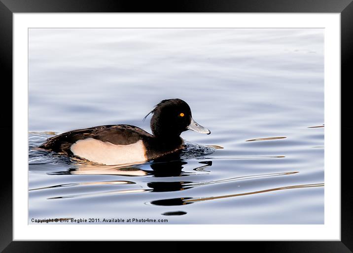 Tufted Duck Male Framed Mounted Print by Eric Begbie
