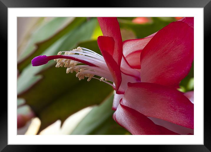 Christmas Cactus Framed Mounted Print by Dave Wilkinson North Devon Ph