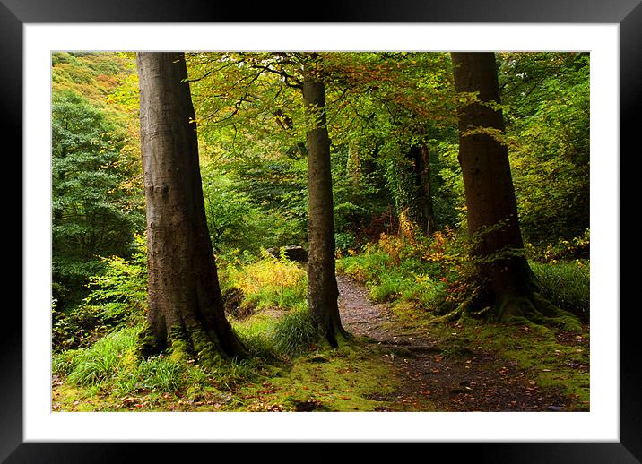 Ash trees by a Woodland Path Framed Mounted Print by Dave Wilkinson North Devon Ph