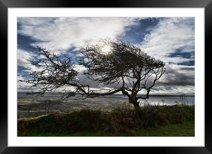 Windswept Hawthorn Framed Mounted Print by Dave Wilkinson North Devon Ph