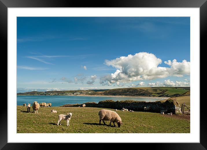 Spring Lambs Framed Mounted Print by Dave Wilkinson North Devon Ph