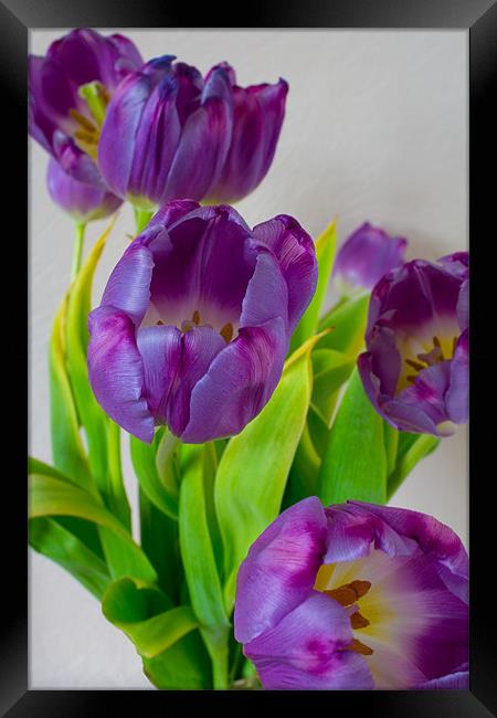 Tulips Framed Print by Dave Wilkinson North Devon Ph