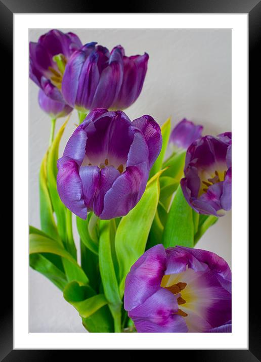 Tulips Framed Mounted Print by Dave Wilkinson North Devon Ph