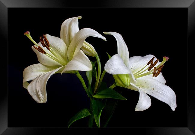 White Lilies Framed Print by Dave Wilkinson North Devon Ph