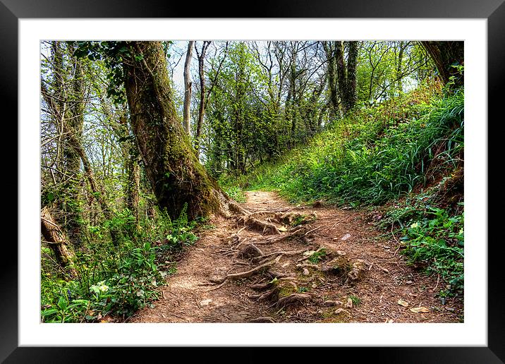 Woodland Path Framed Mounted Print by Dave Wilkinson North Devon Ph