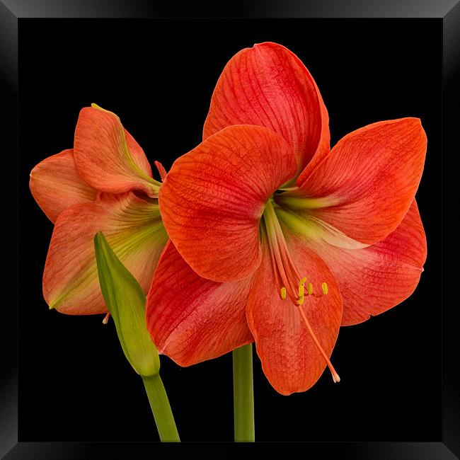 Amaryllis Framed Print by Dave Wilkinson North Devon Ph