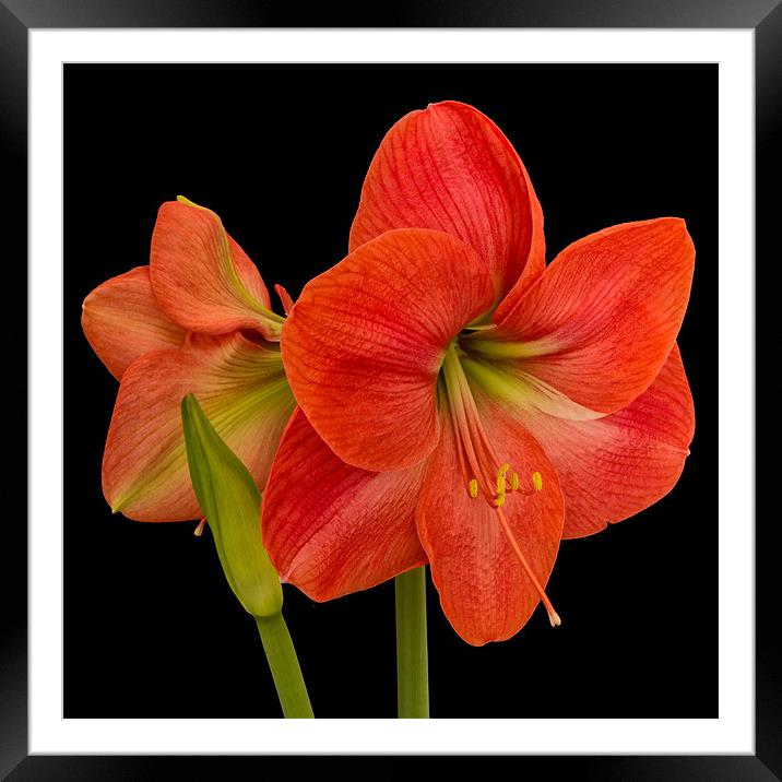 Amaryllis Framed Mounted Print by Dave Wilkinson North Devon Ph