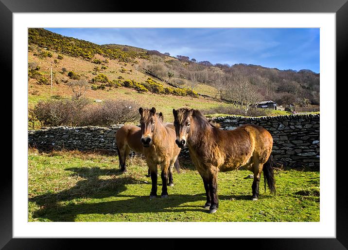 Exmoor Ponies Framed Mounted Print by Dave Wilkinson North Devon Ph