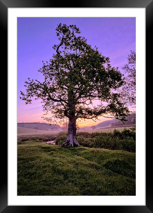 Oak Tree sunrise Framed Mounted Print by Dave Wilkinson North Devon Ph