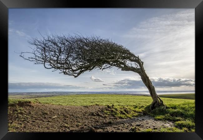 Prevailing Framed Print by Dave Wilkinson North Devon Ph