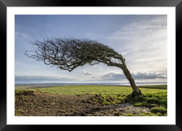 Prevailing Framed Mounted Print by Dave Wilkinson North Devon Ph