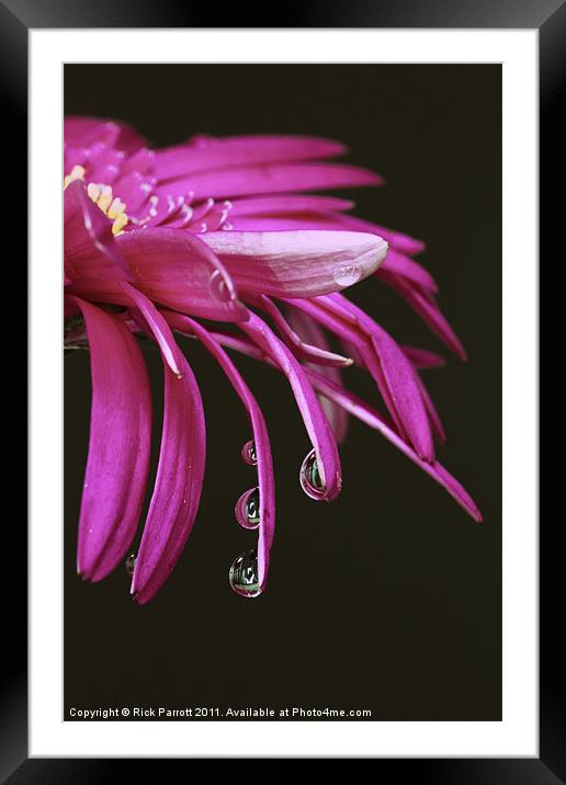 Flower With Water Droplets Framed Mounted Print by Rick Parrott