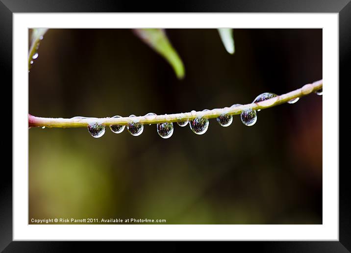 Raindrops On Twig Framed Mounted Print by Rick Parrott