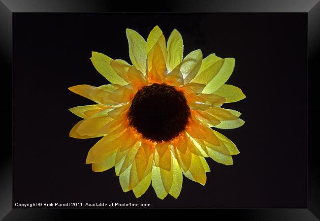 Sunflower Head Framed Print by Rick Parrott