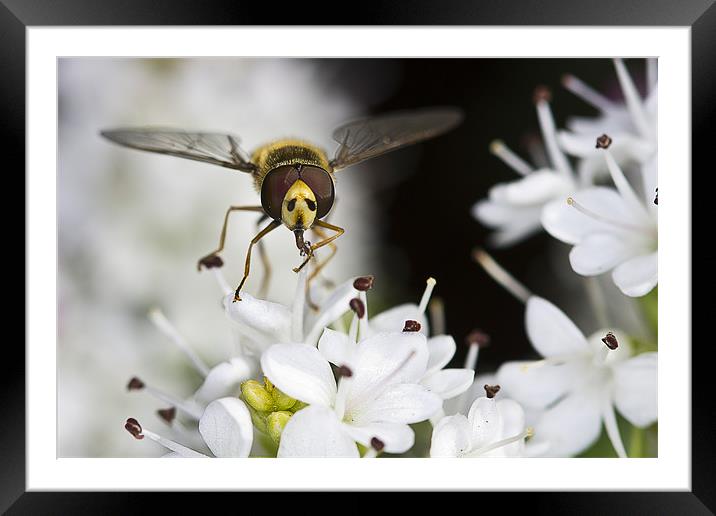Hover Fly Framed Mounted Print by Rick Parrott
