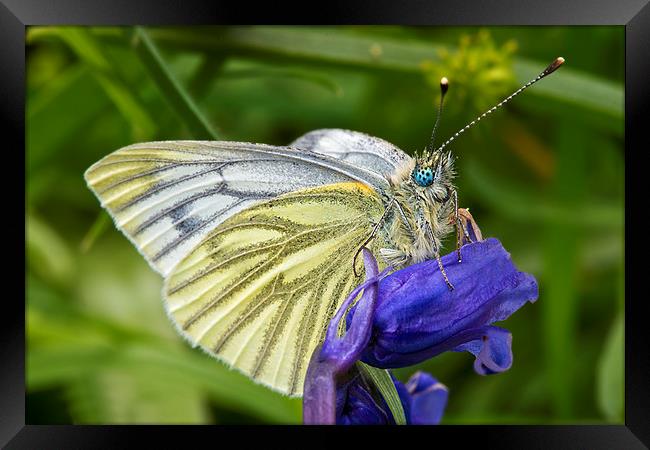 Green Veined White Butterfly (pieris napi) Framed Print by Rick Parrott