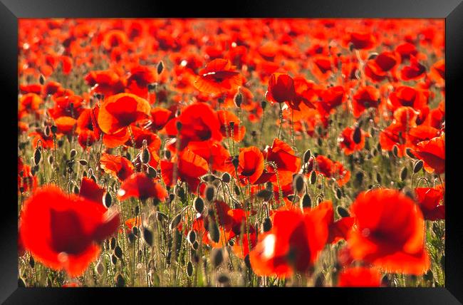 Nothing But Poppies Framed Print by Rick Parrott