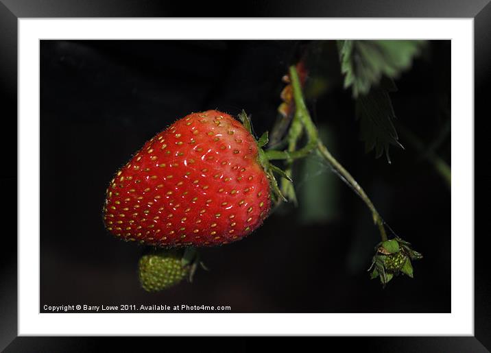 Strawberry at night Framed Mounted Print by Barry Lowe