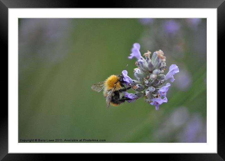 Busy Bee Framed Mounted Print by Barry Lowe
