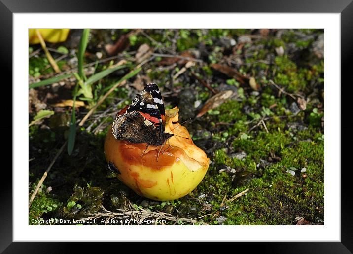 Red Admiral Butterfly Framed Mounted Print by Barry Lowe