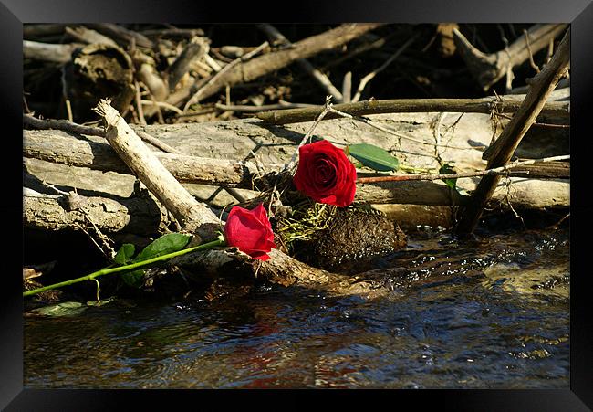 Roses are Red,... Framed Print by kurt bolton