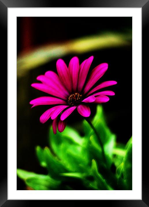 Pretty in Pink Framed Mounted Print by kurt bolton