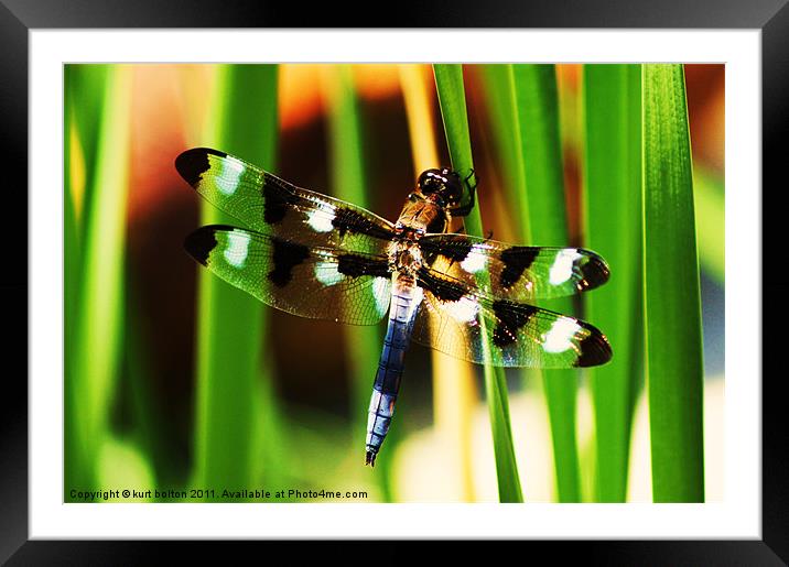 Dragonfly Framed Mounted Print by kurt bolton