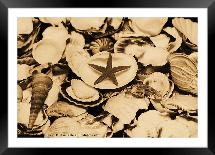 Sea Shells Framed Mounted Print by kurt bolton