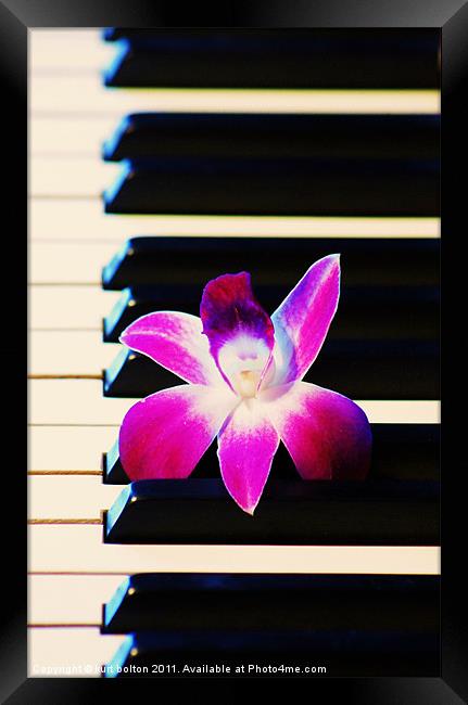 Orchid and the Keys Framed Print by kurt bolton