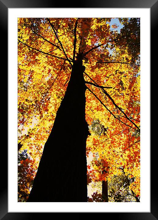 Mothers Nature Framed Mounted Print by kurt bolton