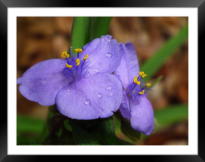 purple flower Framed Mounted Print by zachary quinn