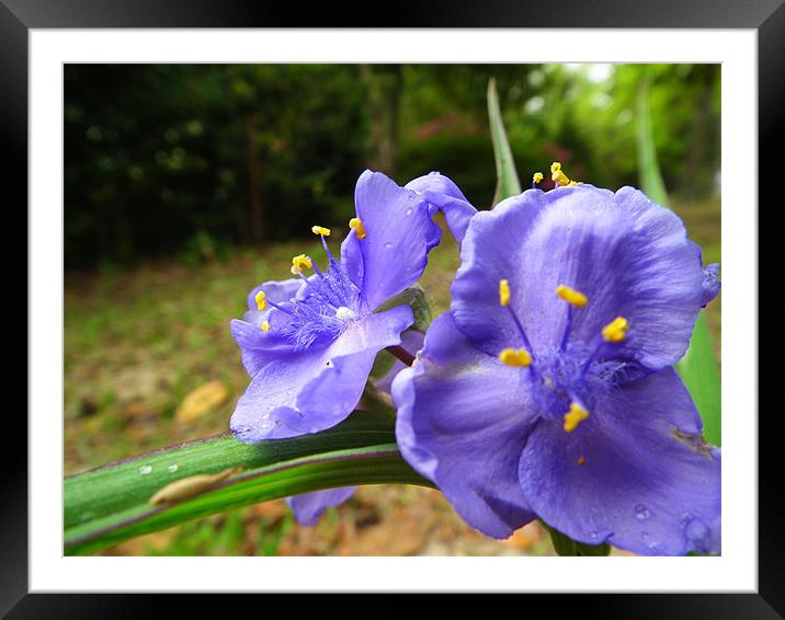 Violet Flower Framed Mounted Print by zachary quinn