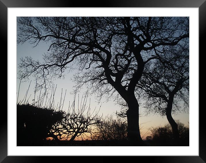 Trees at Sunset Framed Mounted Print by Vicki Dack