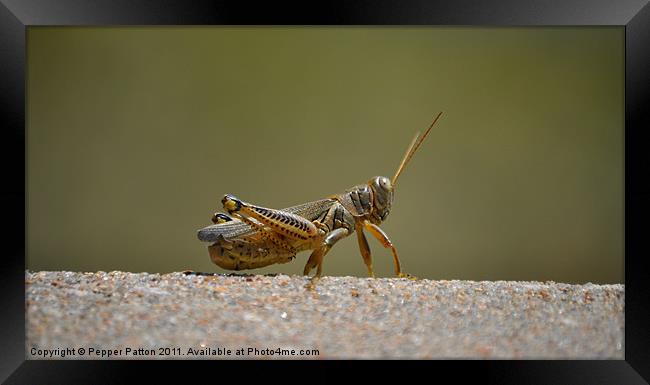 Curious Grasshopper Framed Print by Pepper Patton