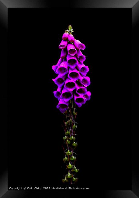 Foxglove Framed Print by Colin Chipp