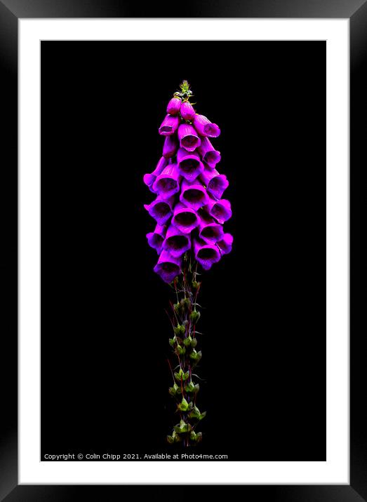 Foxglove Framed Mounted Print by Colin Chipp