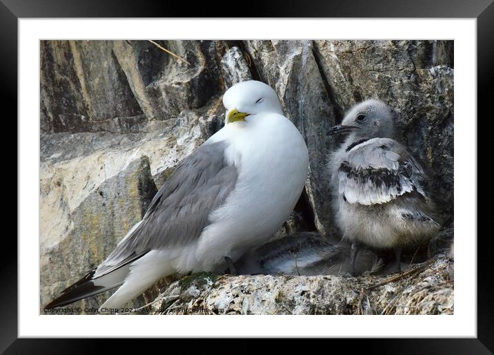 Kittiwake and chicks Framed Mounted Print by Colin Chipp