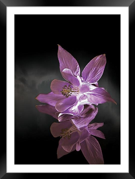 Columbine reflection Framed Mounted Print by Colin Chipp