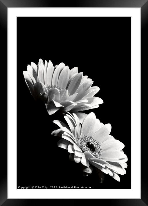 Black and white gerberas Framed Mounted Print by Colin Chipp