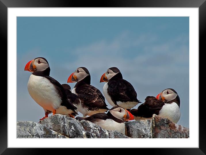 Puffin group Framed Mounted Print by Colin Chipp