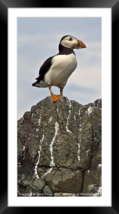 On the lookout Framed Mounted Print by Colin Chipp