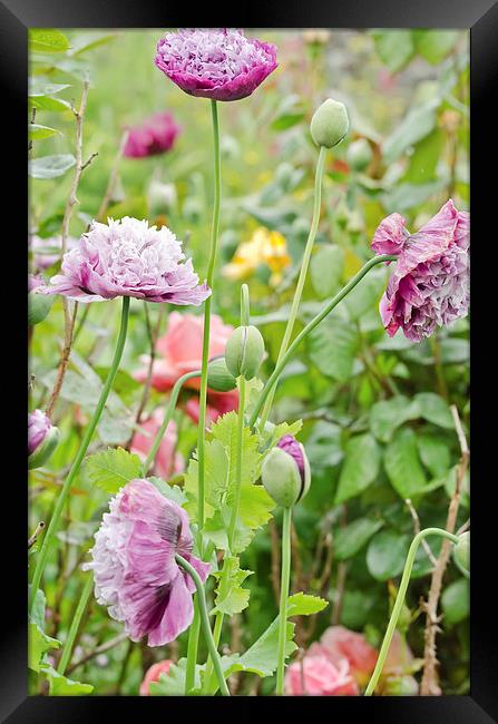 Poppy field Framed Print by Colin Chipp