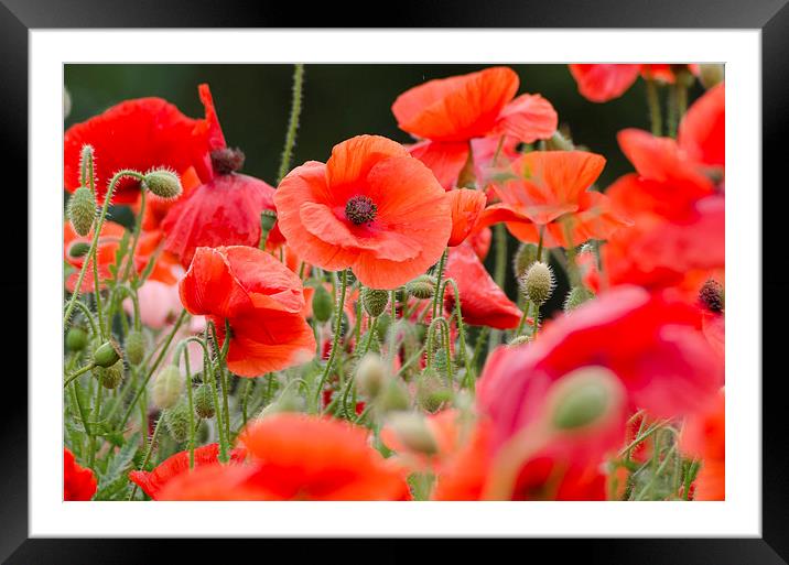 Red poppies Framed Mounted Print by Colin Chipp