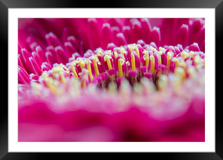 Gerbera 3 Framed Mounted Print by Colin Chipp