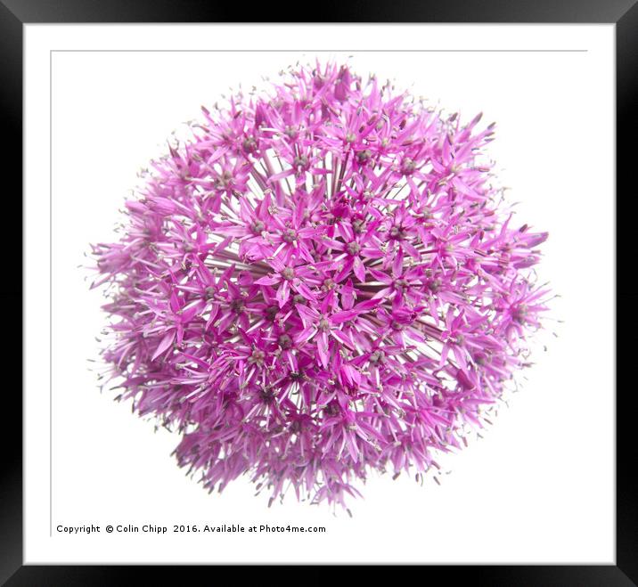 Allium flower Framed Mounted Print by Colin Chipp